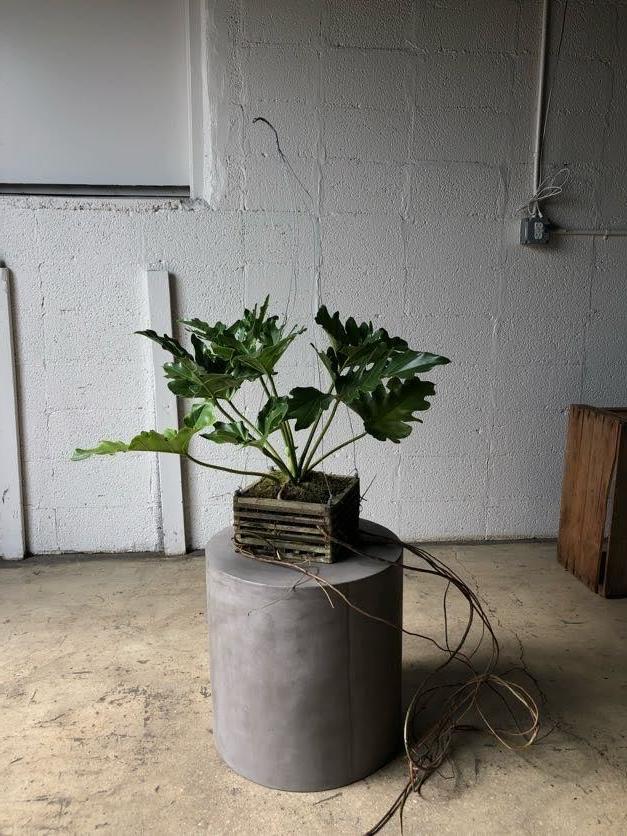 Philodendron 'Revolutions'