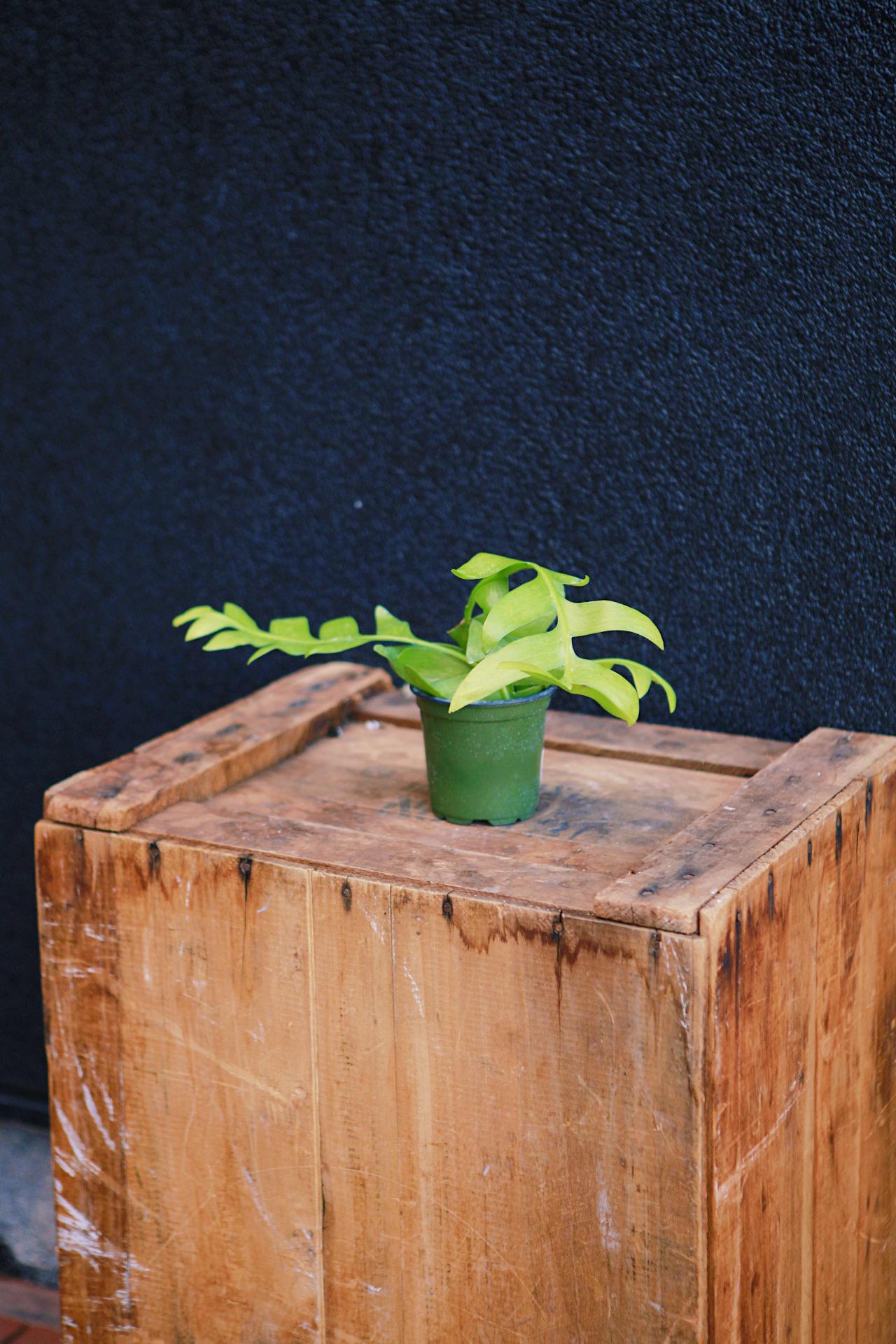 Fernleaf Cactus