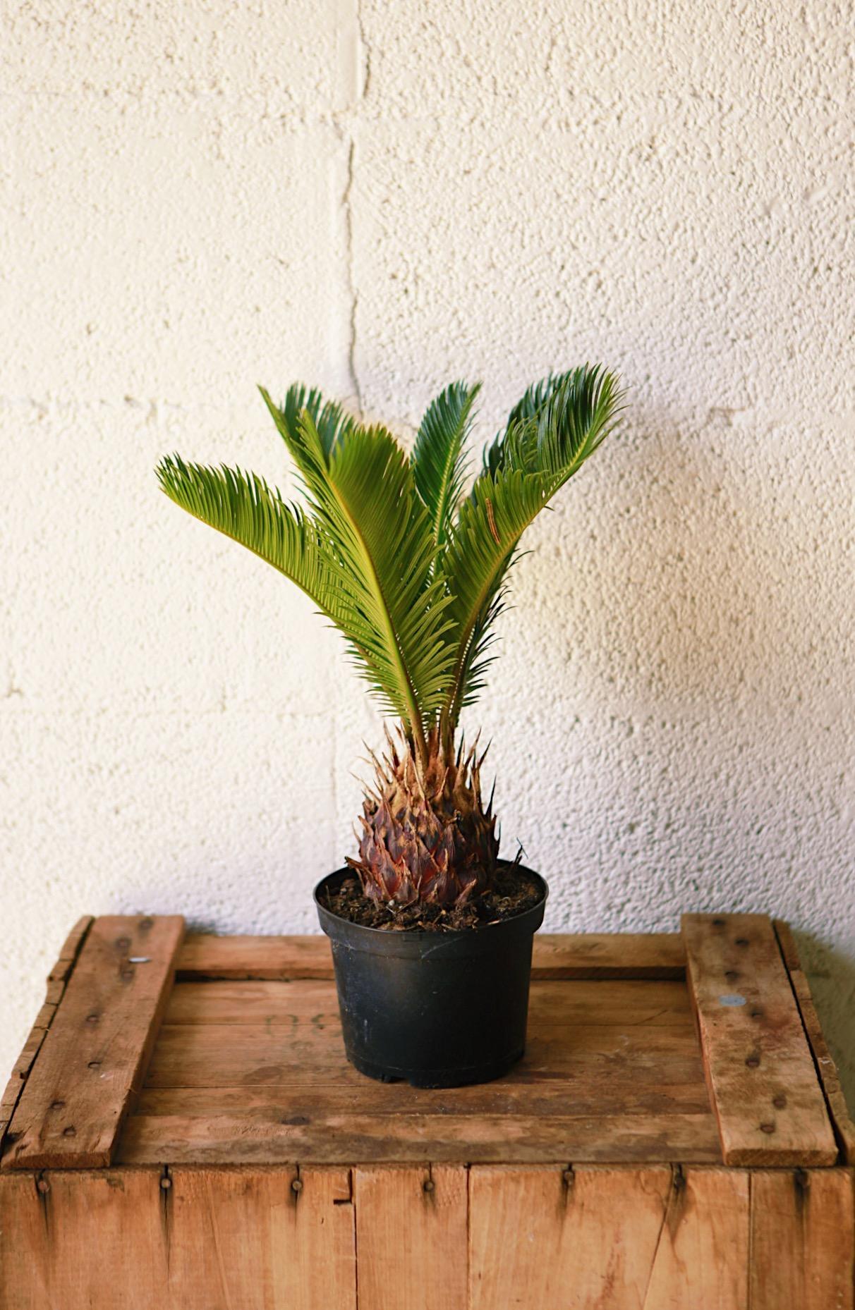 Sago Palm
