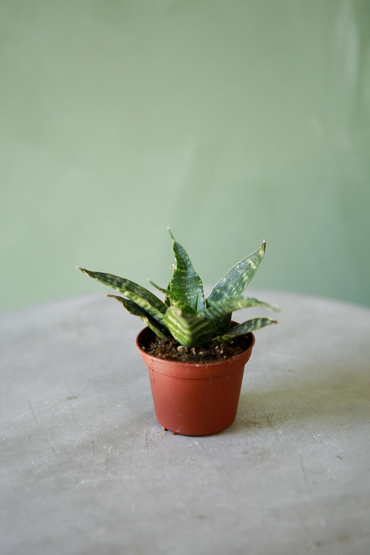 Snake Plant 'Tiger'