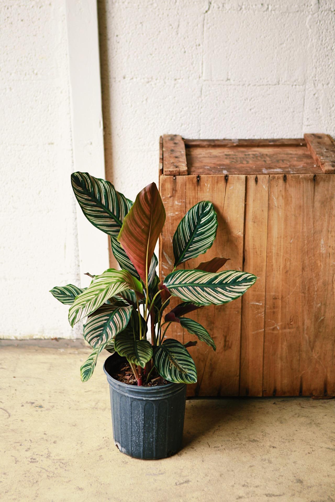 Calathea Ornata