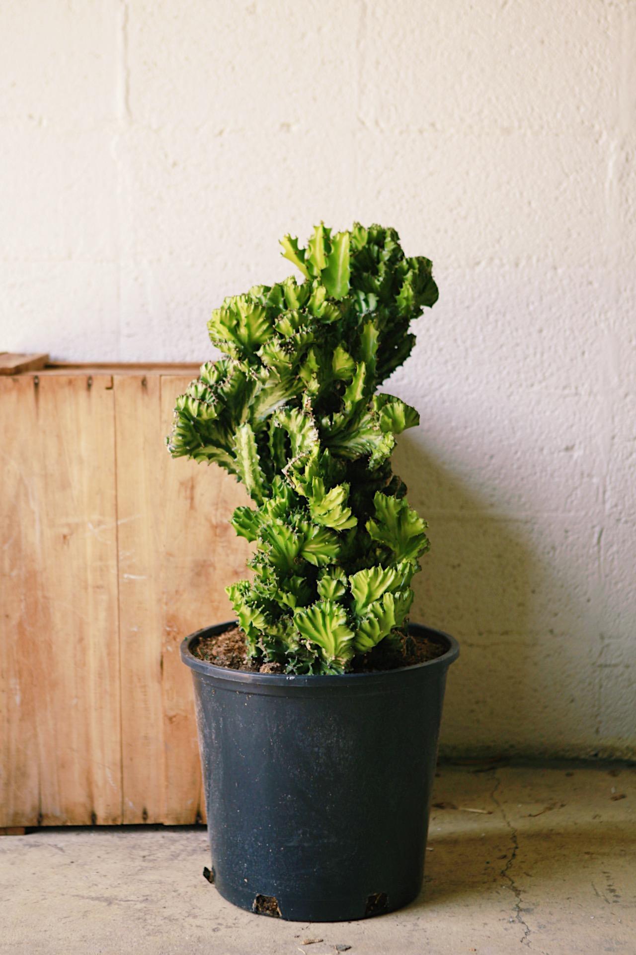 Euphorbia 'Brain Cactus'