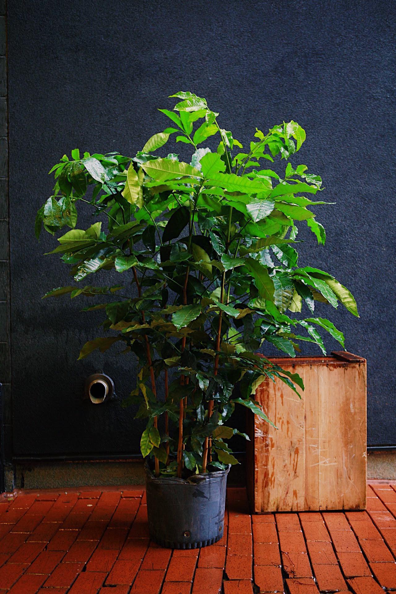 Natal Mahogany