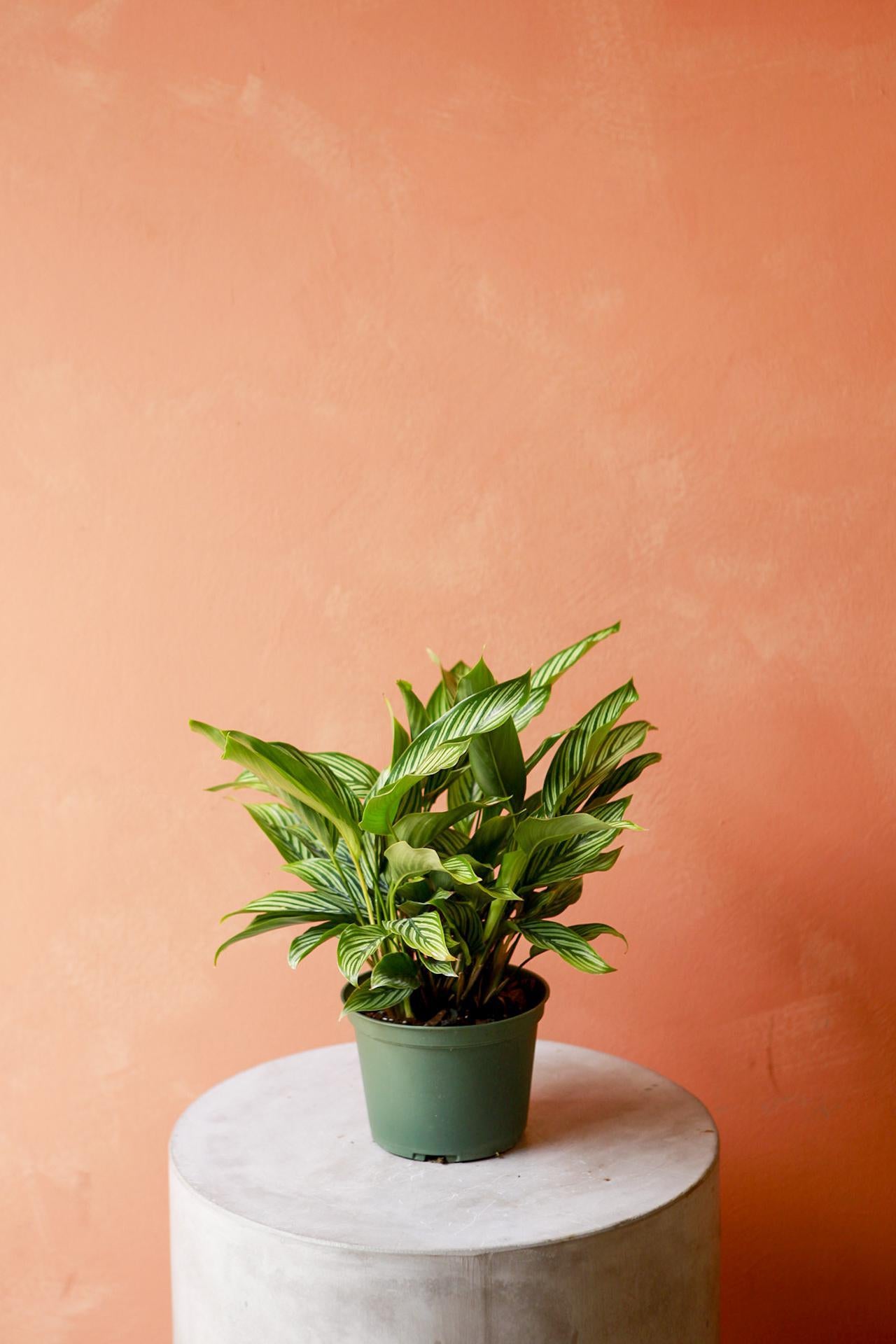 Calathea 'Vittata'