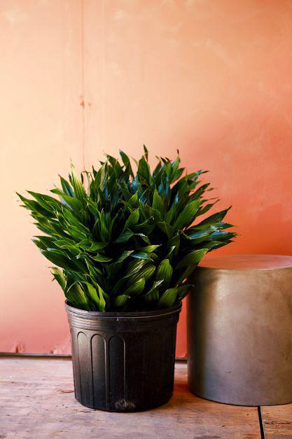 Dracaena 'Green Jewel'