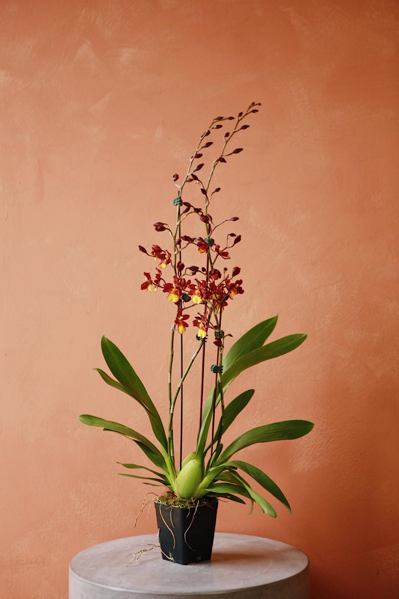 Oncidium/Intergenic Orchid