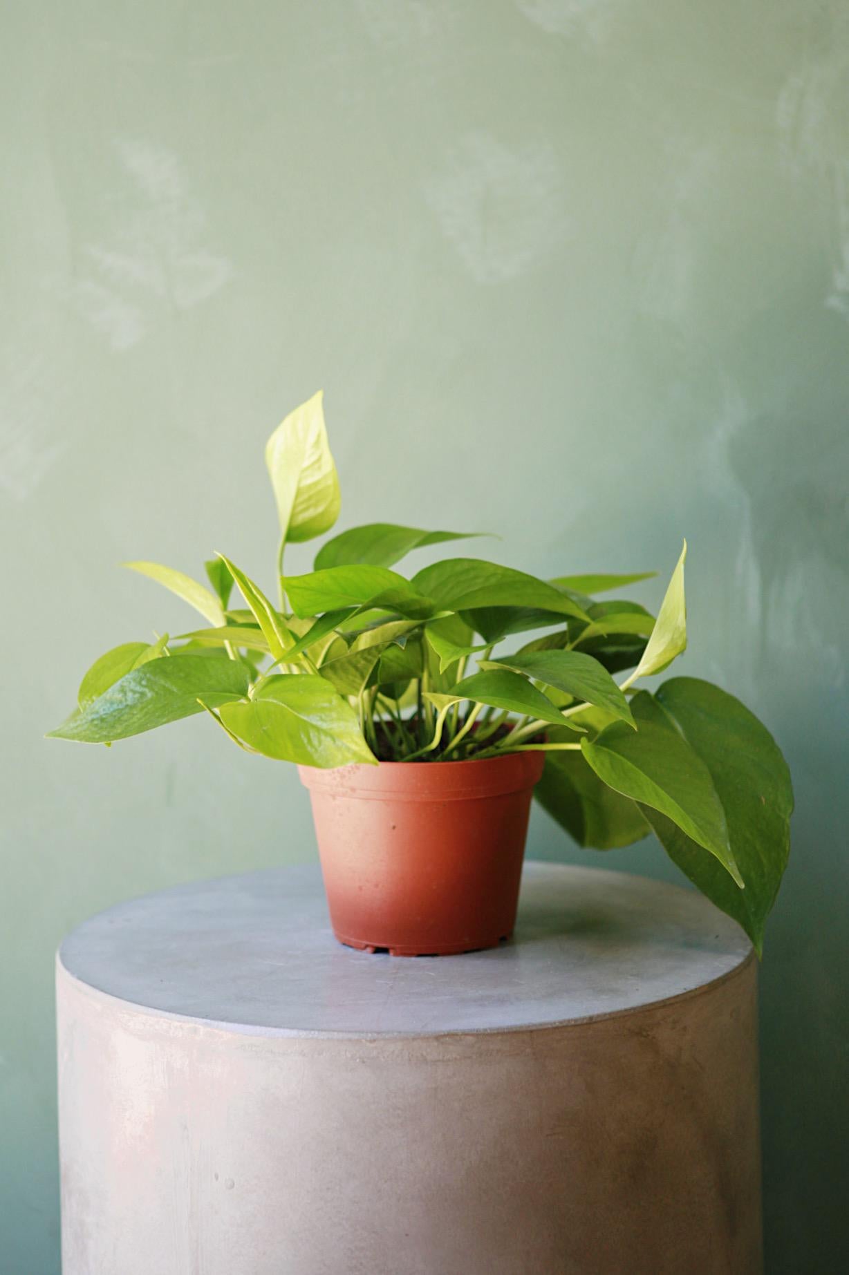 Jade Pothos