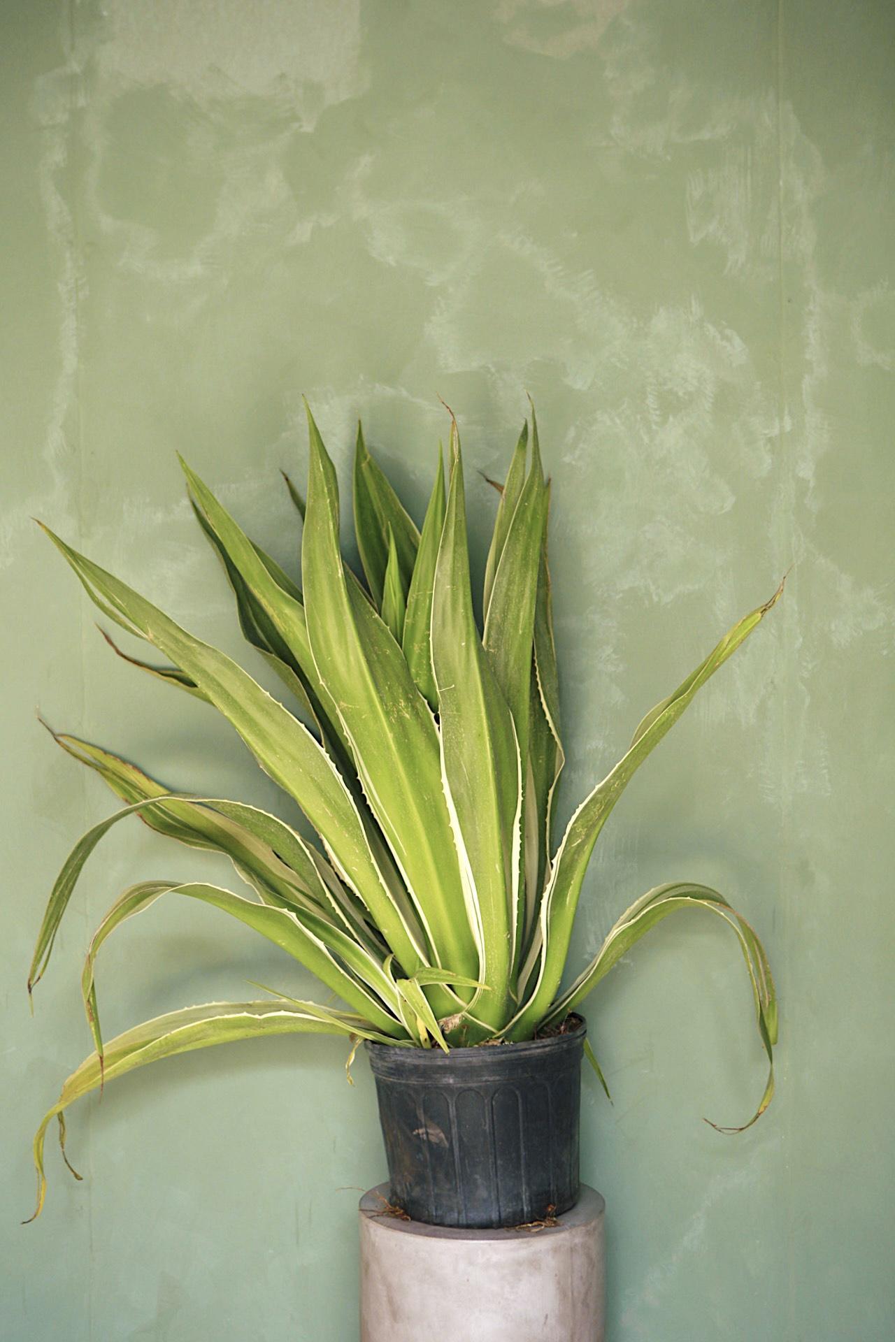 Agave Variegated