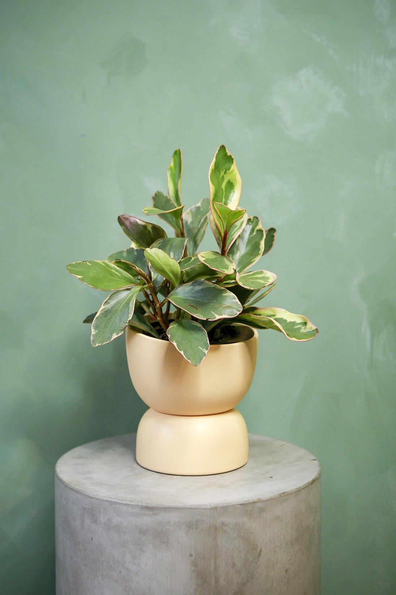 Varick Planter