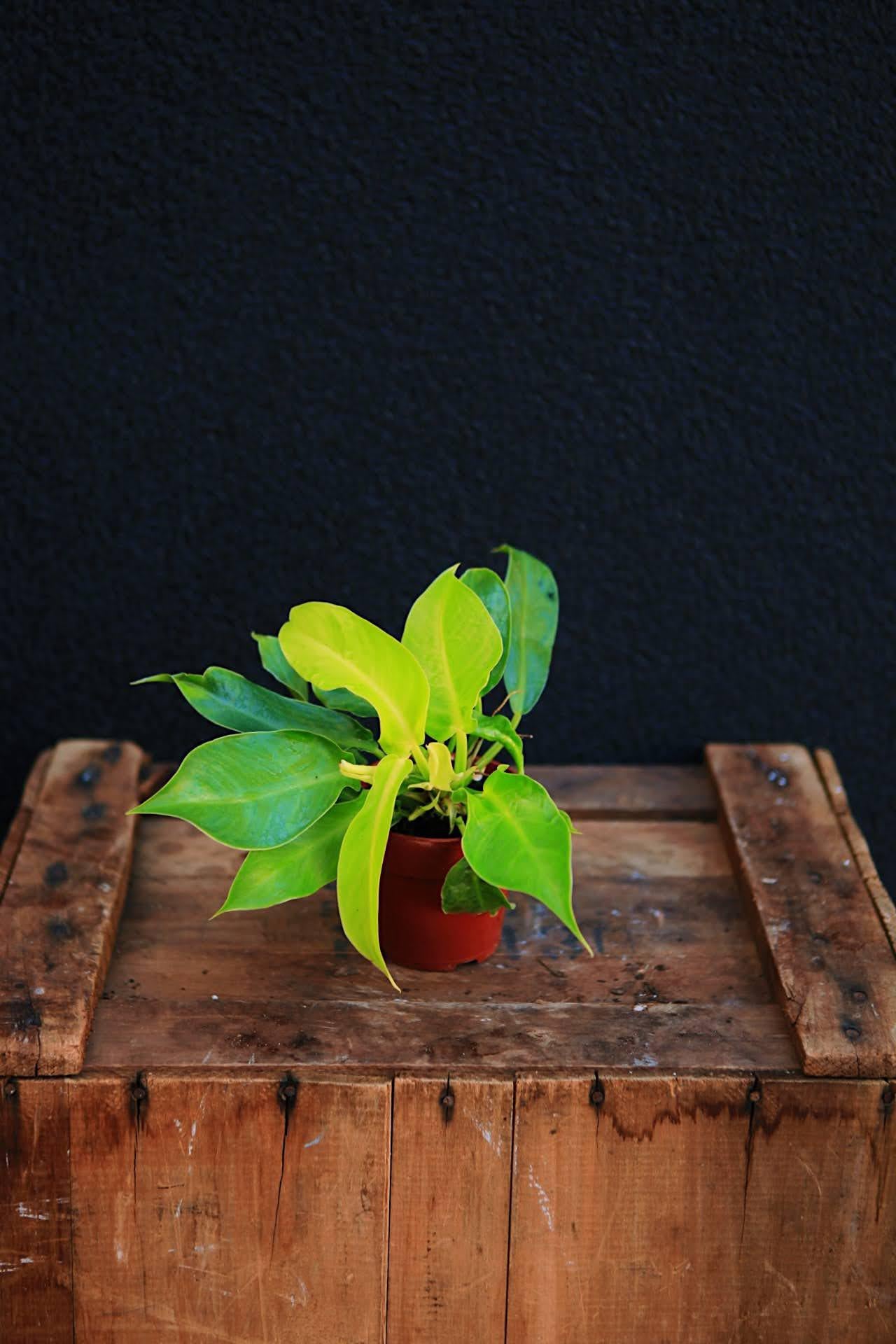 Hybrid Philodendron