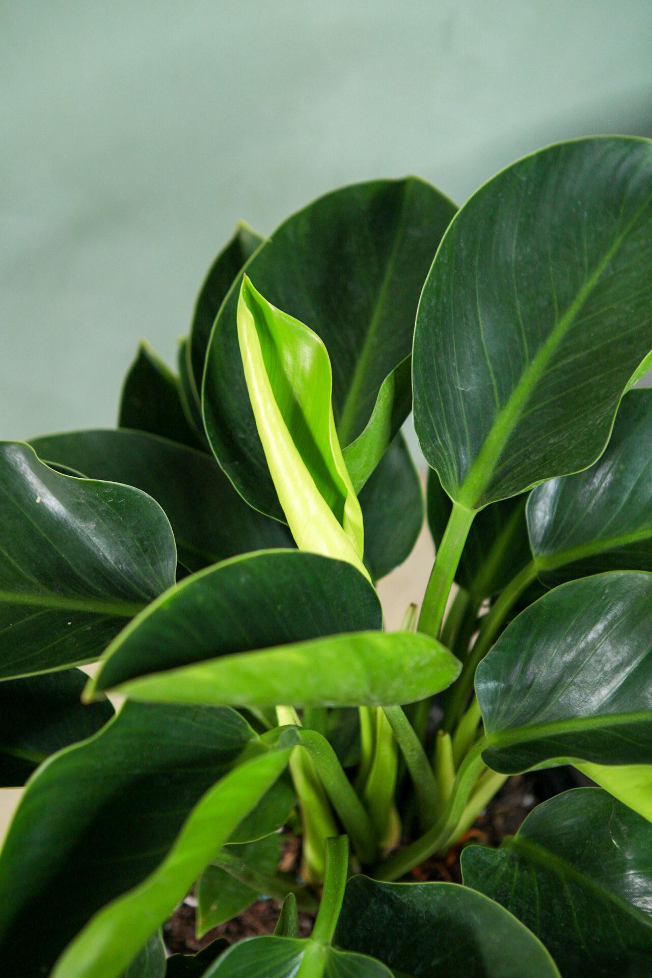 Philodendron 'Green Princess'