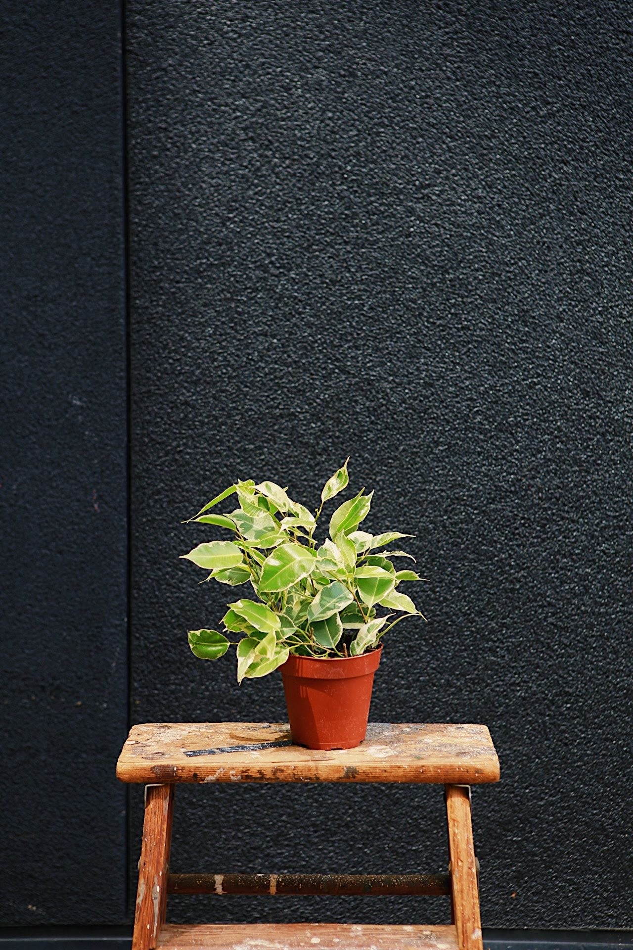 Ficus 'Starlight'