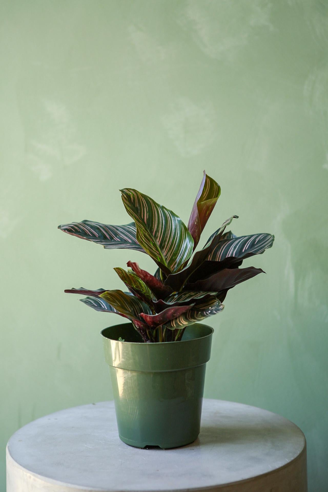 Calathea Ornata