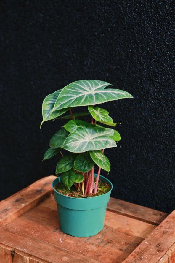 Alocasia 'Ivory Coast'