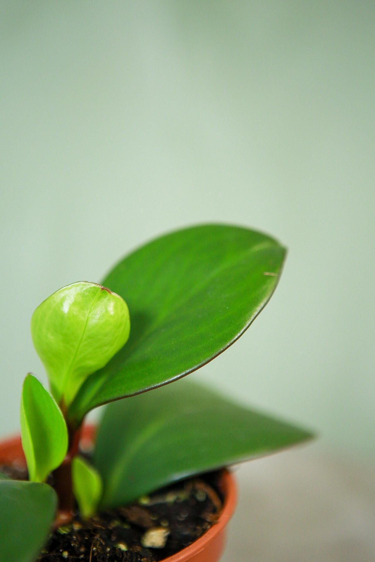 Peperomia 'Red Edge'