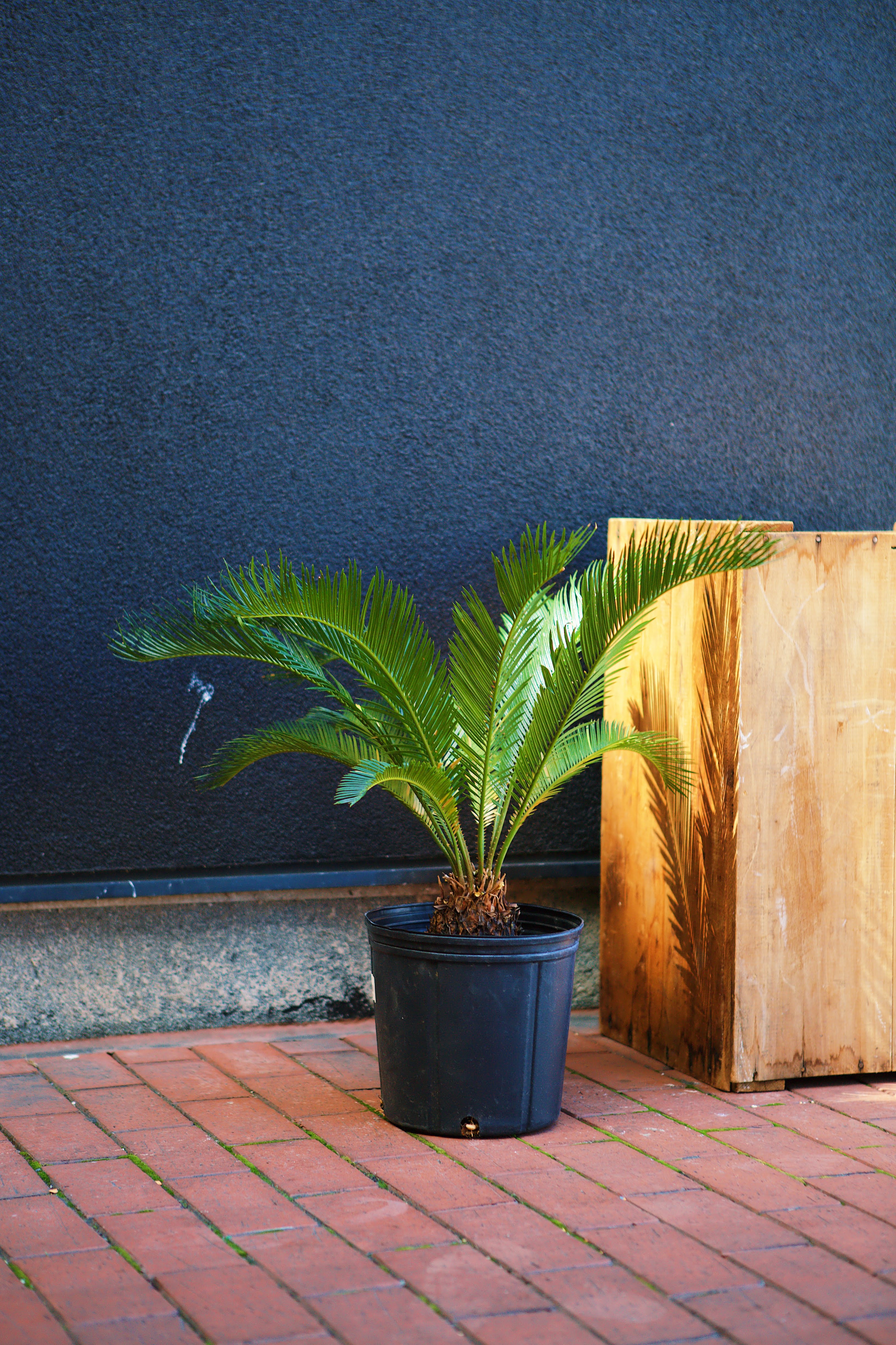 Sago Palm