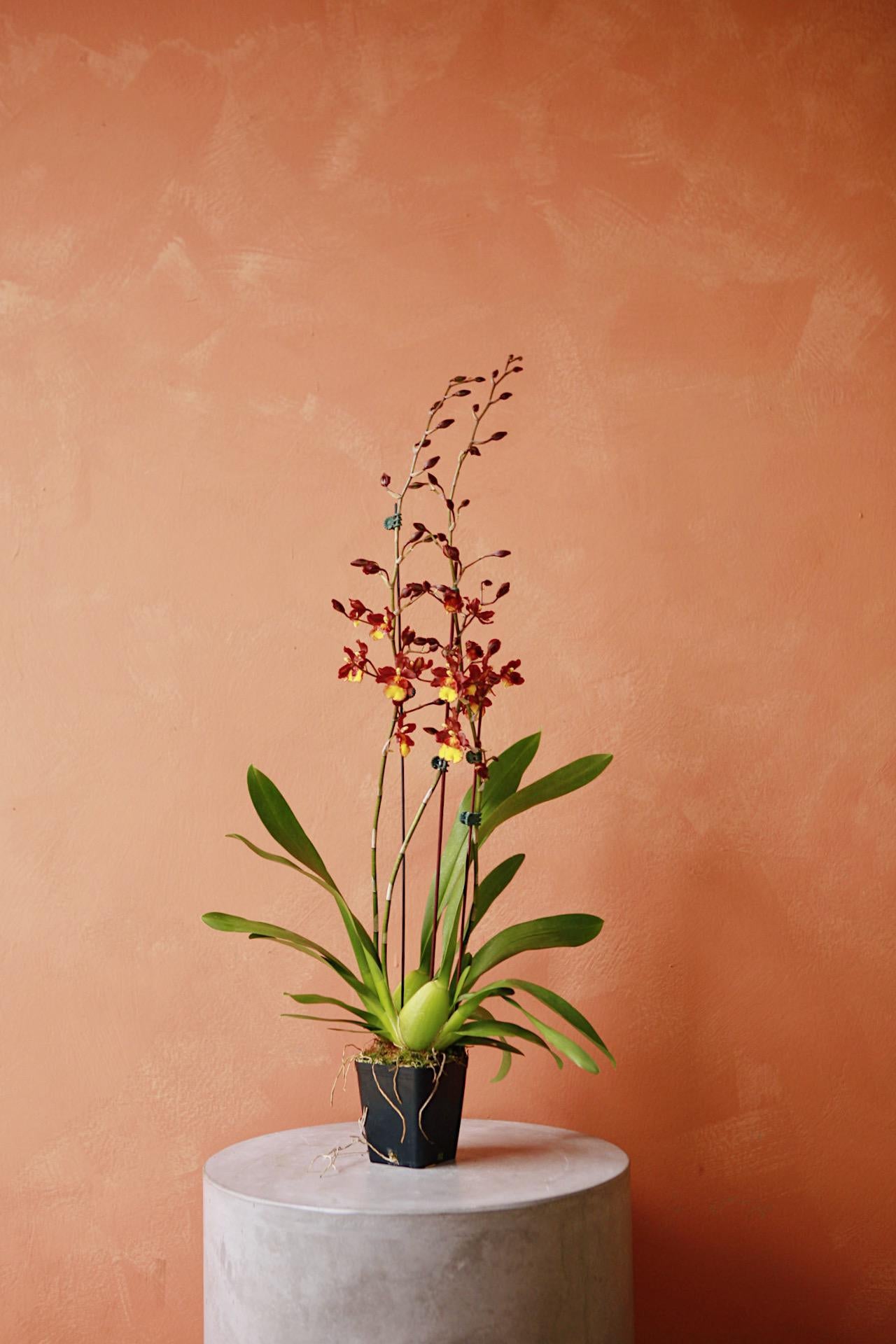 Oncidium/Intergenic Orchid