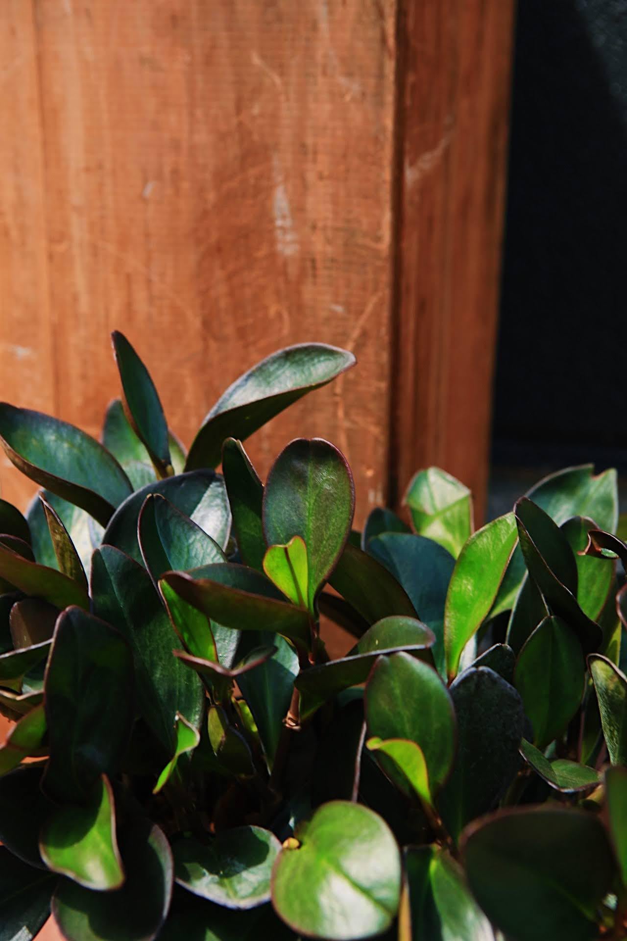 Peperomia 'Red Edge'