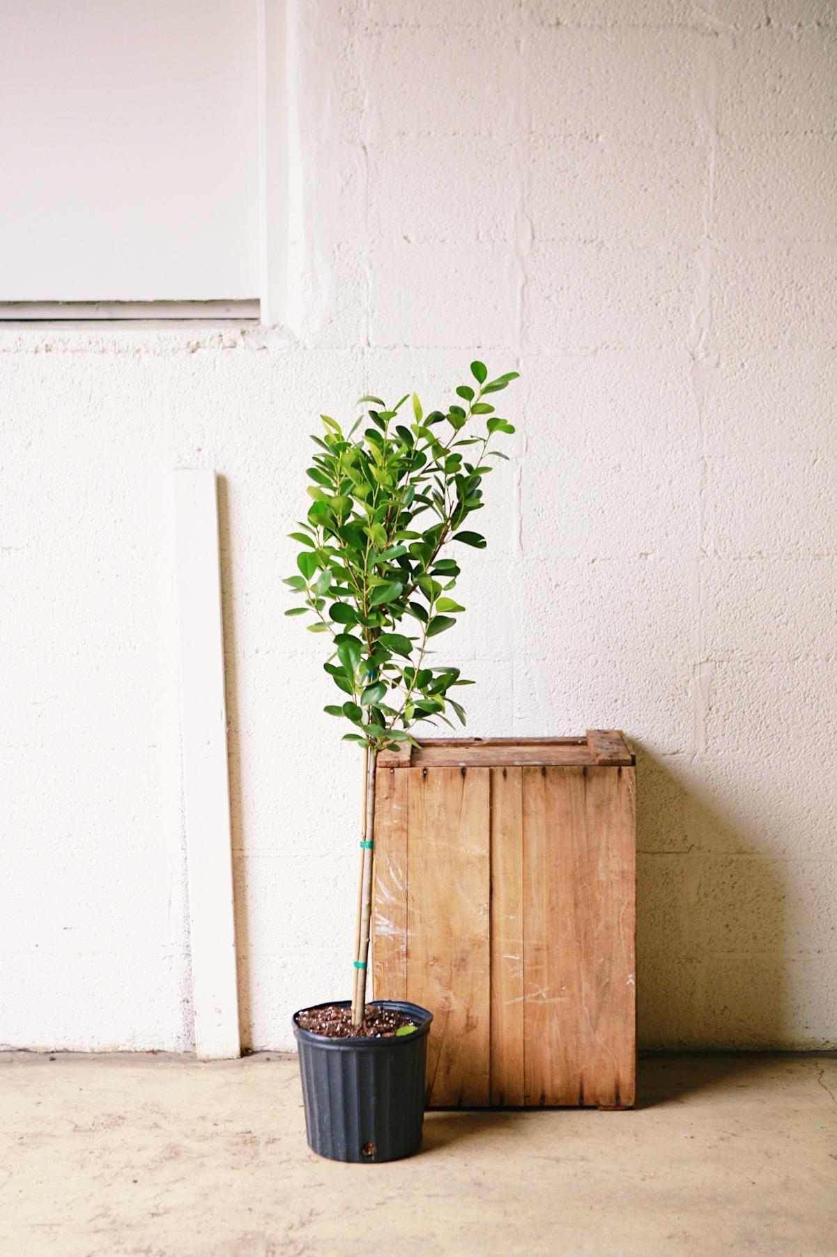 Ficus 'Moclame'