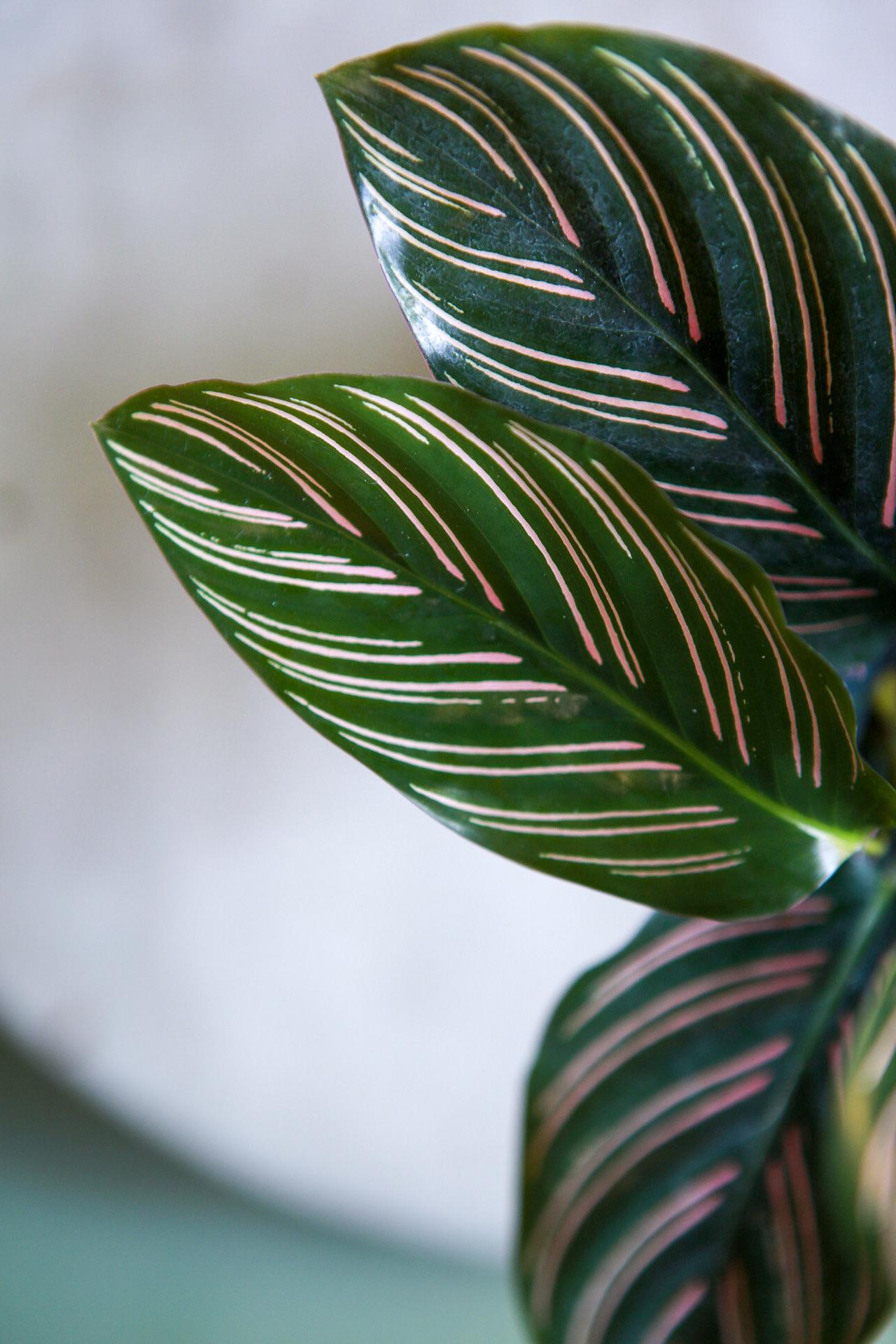 Calathea Ornata