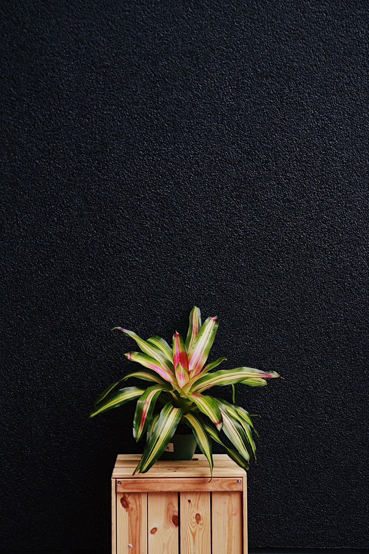 Neoregelia 6'