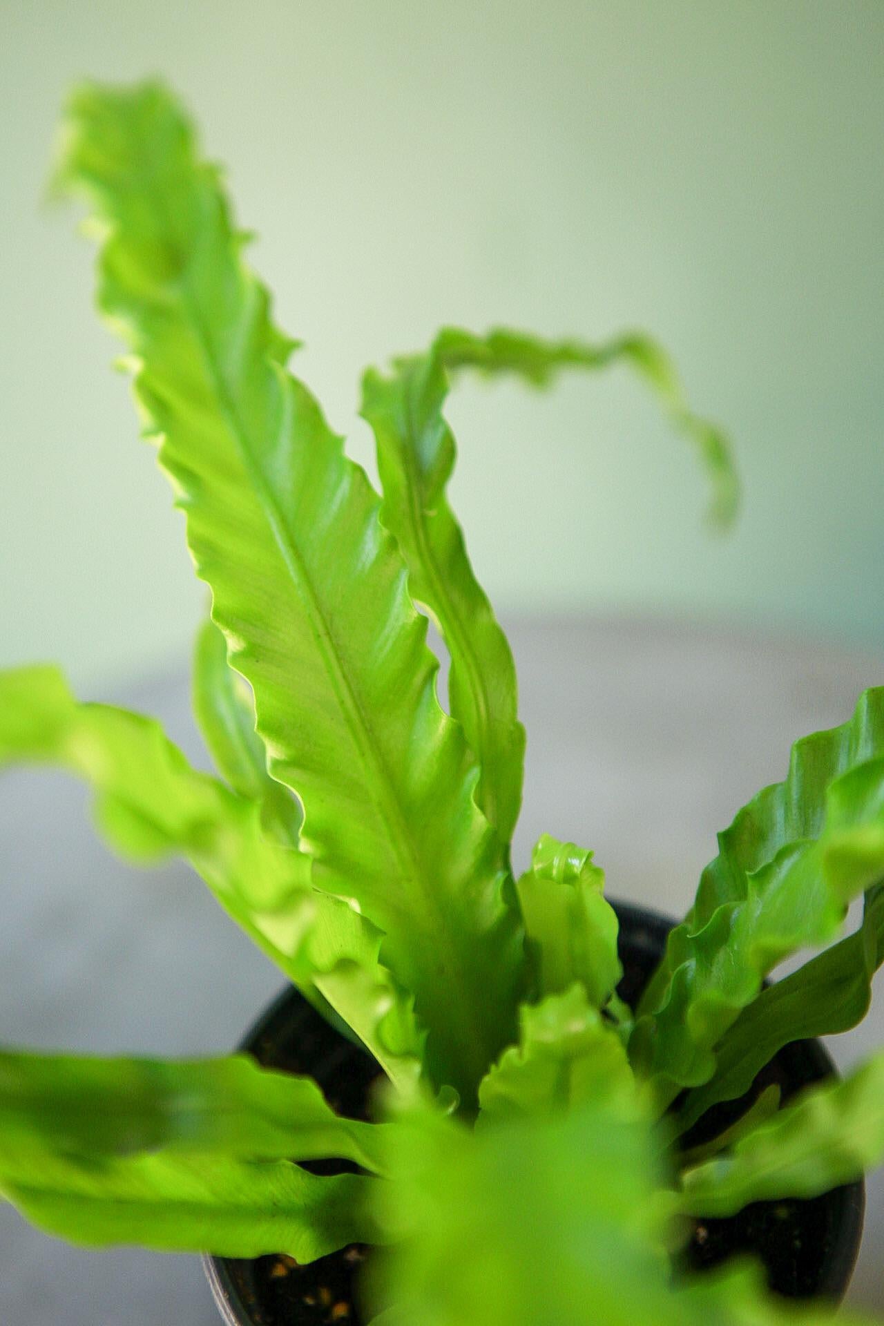 Bird's Nest Fern