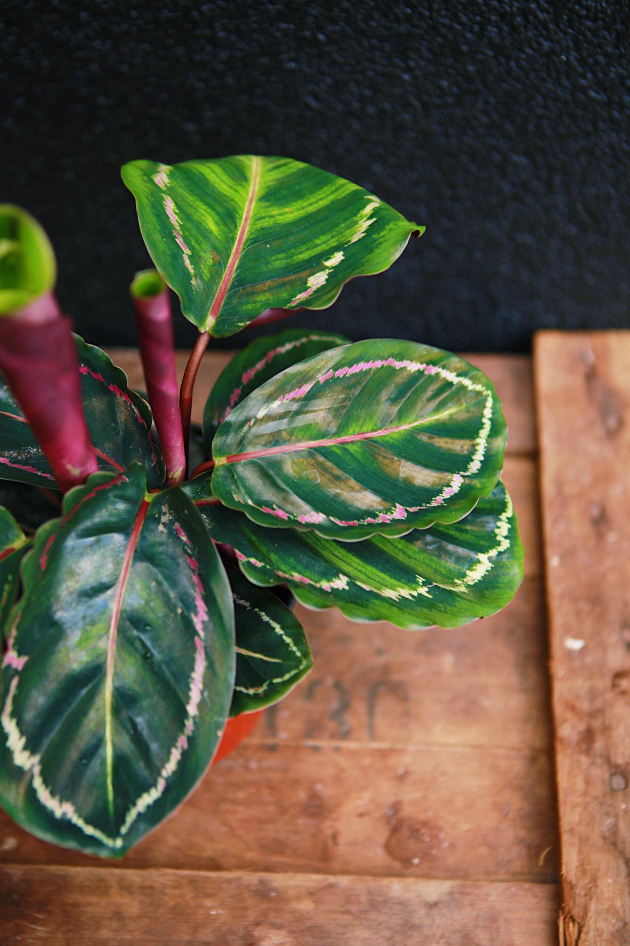 Rose Painted Calathea