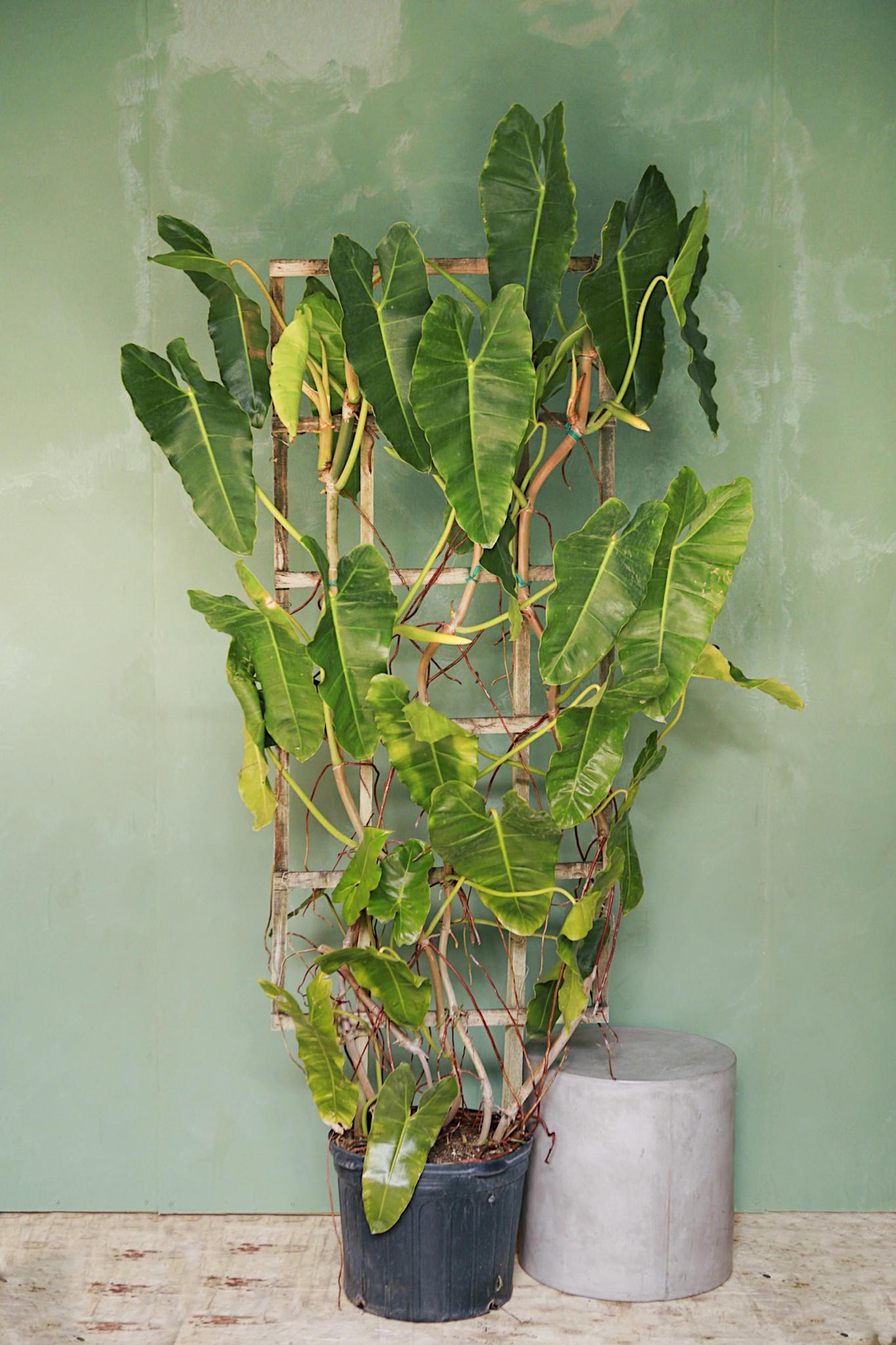 Philodendron 'Burle Marx'