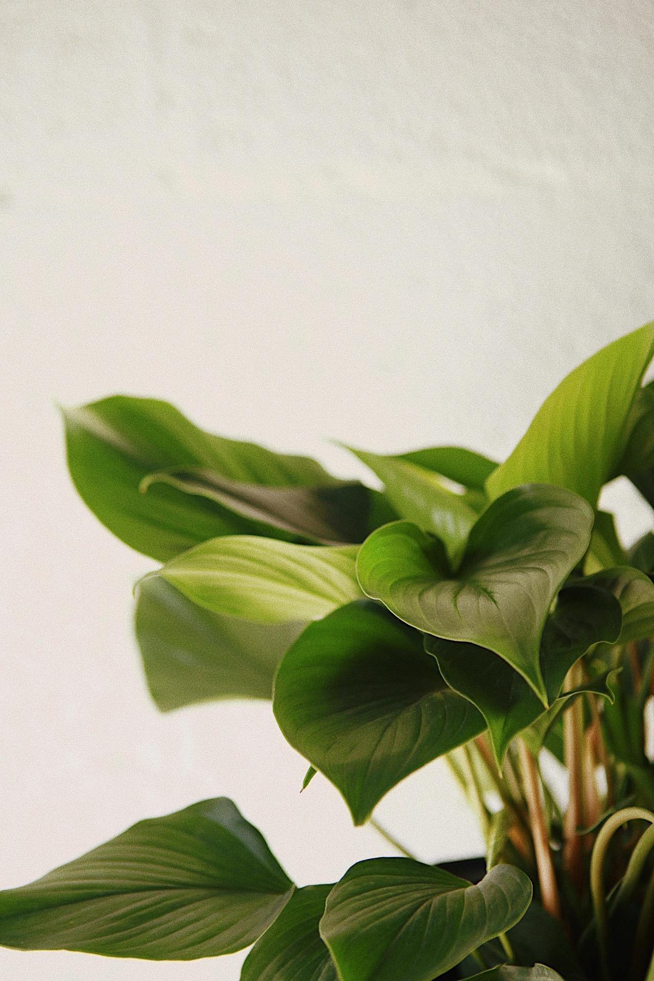 Homalomena Emerald Gem
