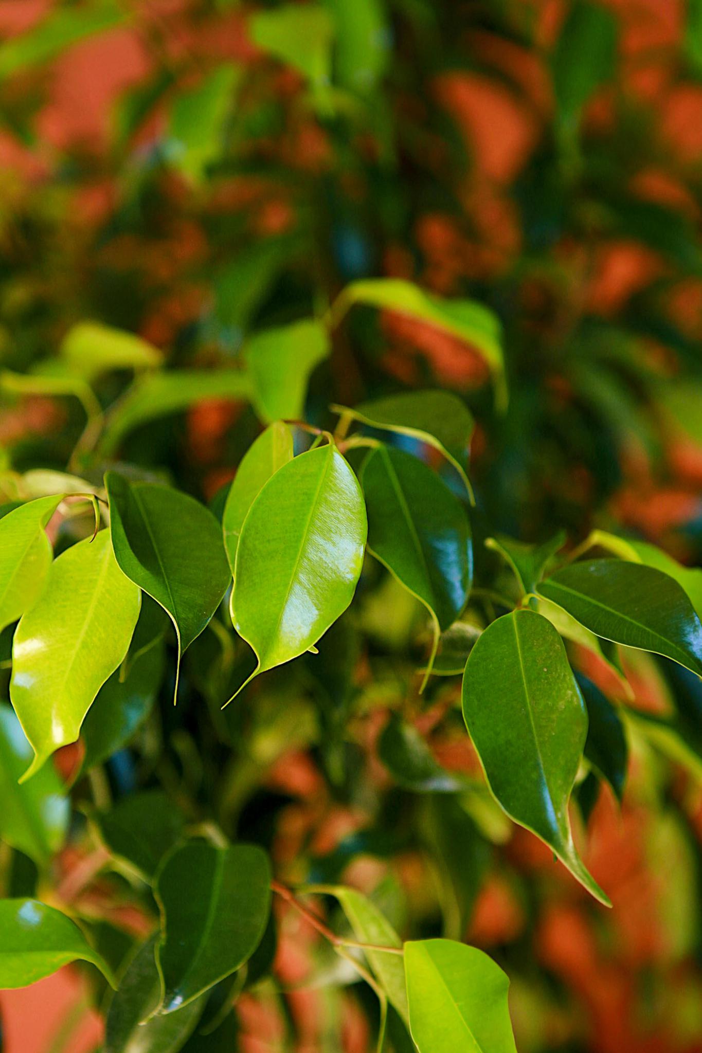 Weeping Fig