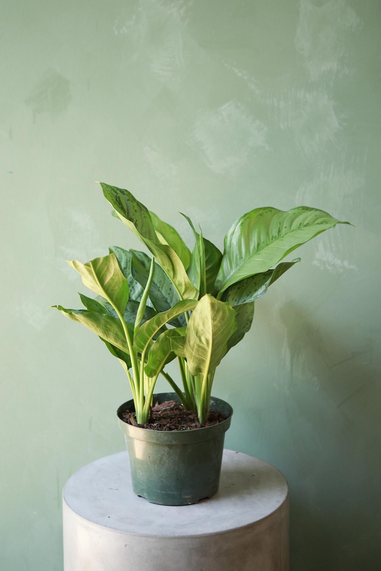 Aglaonema 'BJ Freeman'