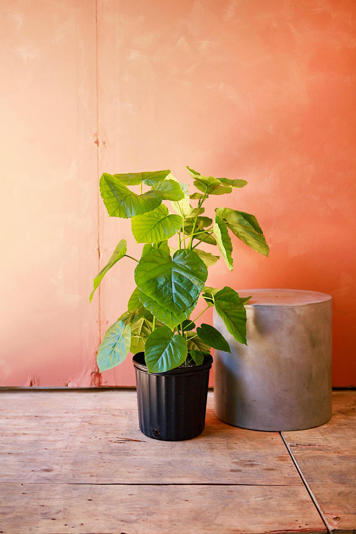 Ficus umbellata