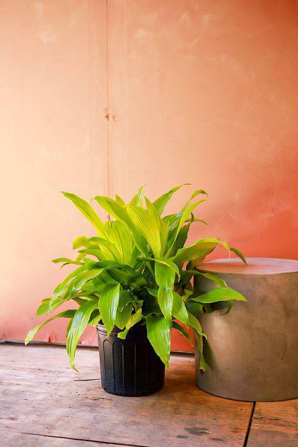 Dracaena 'Limelight'