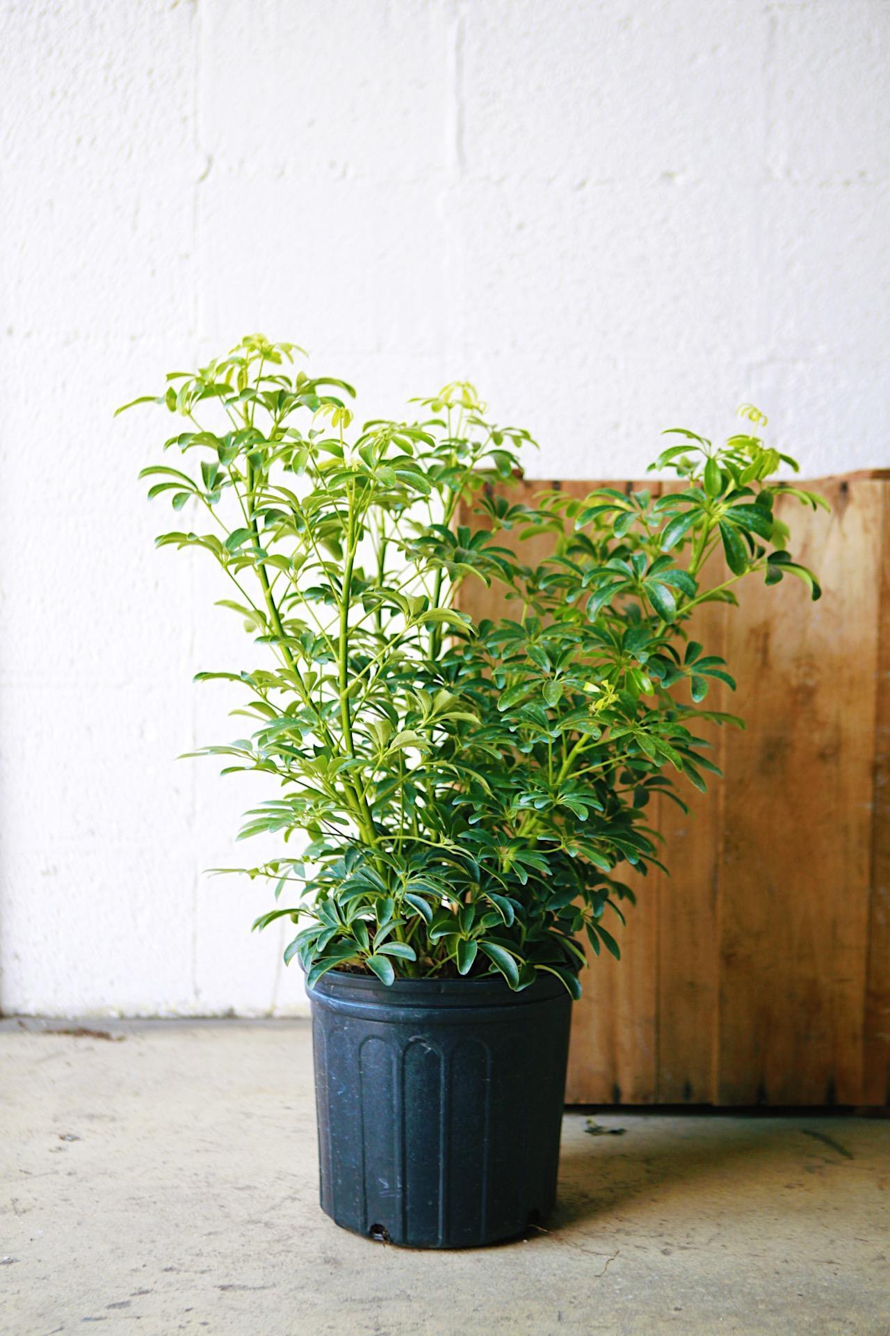 Umbrella Tree