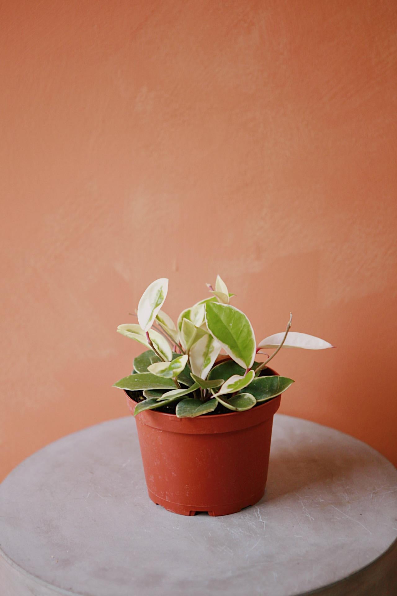 Hoya 'Tricolor'