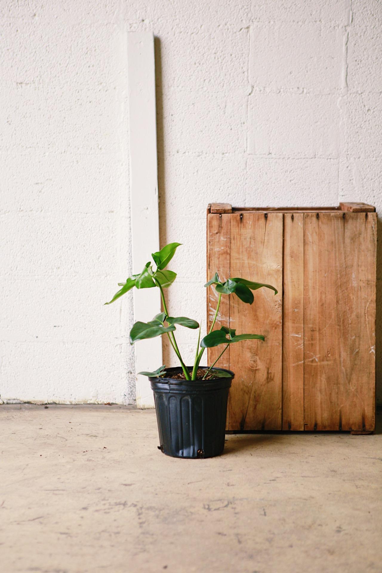 Finger Leaf Philodendron