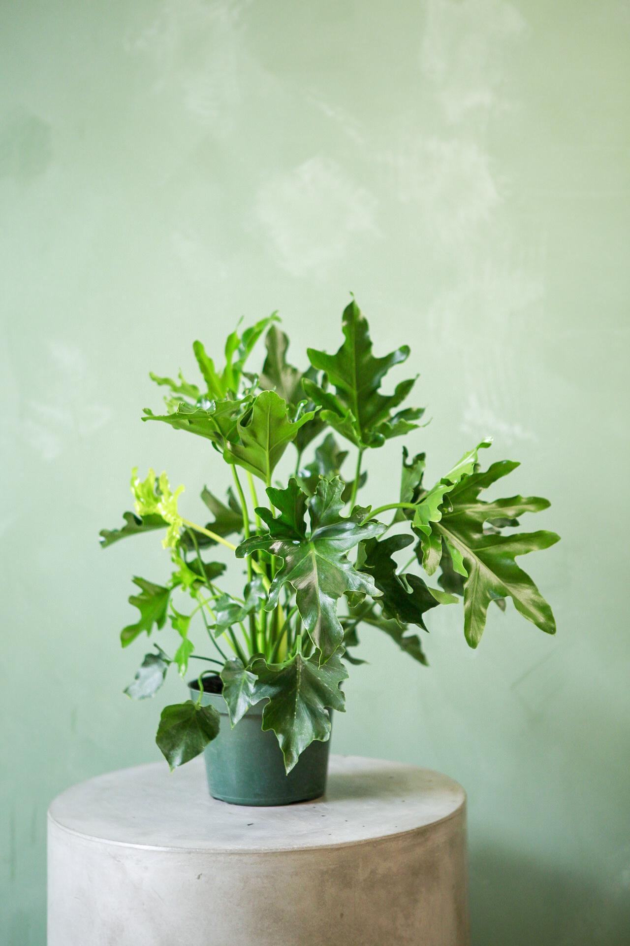Philodendron 'Lickety Split'