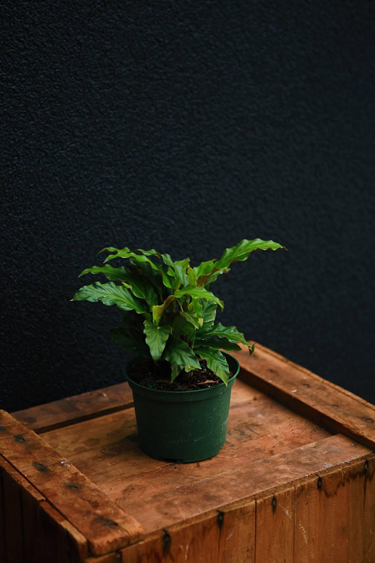Furry Feather Calathea