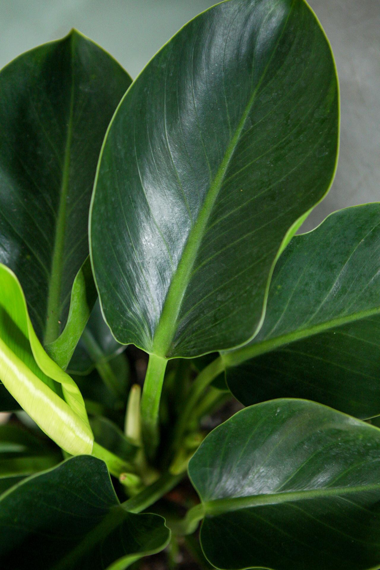 Philodendron 'Green Princess'
