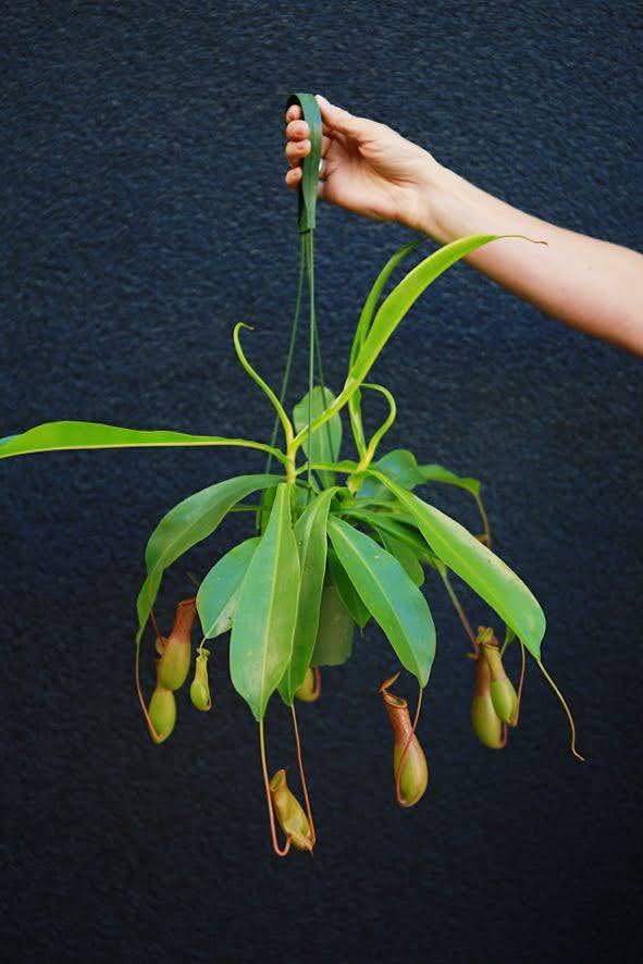 Pitcher Plant
