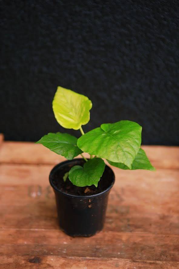 Ficus umbellata