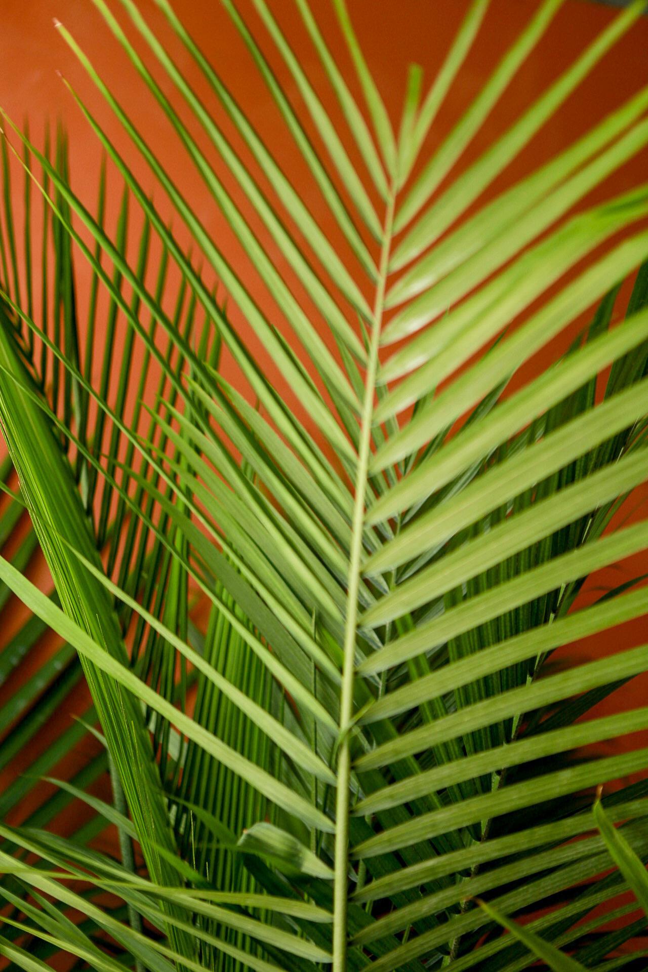 Kentia Palm