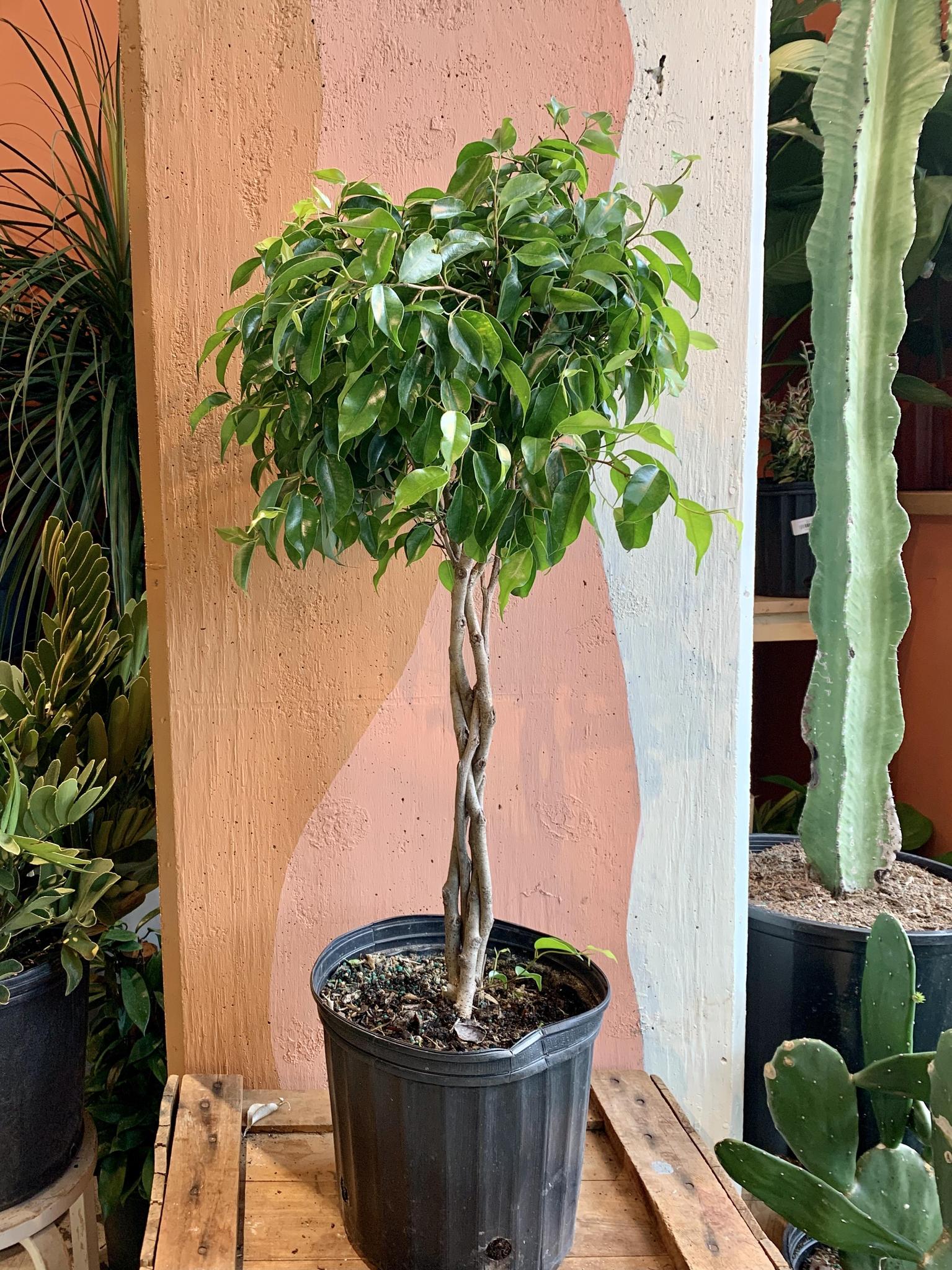 Ficus Benjamin Braid