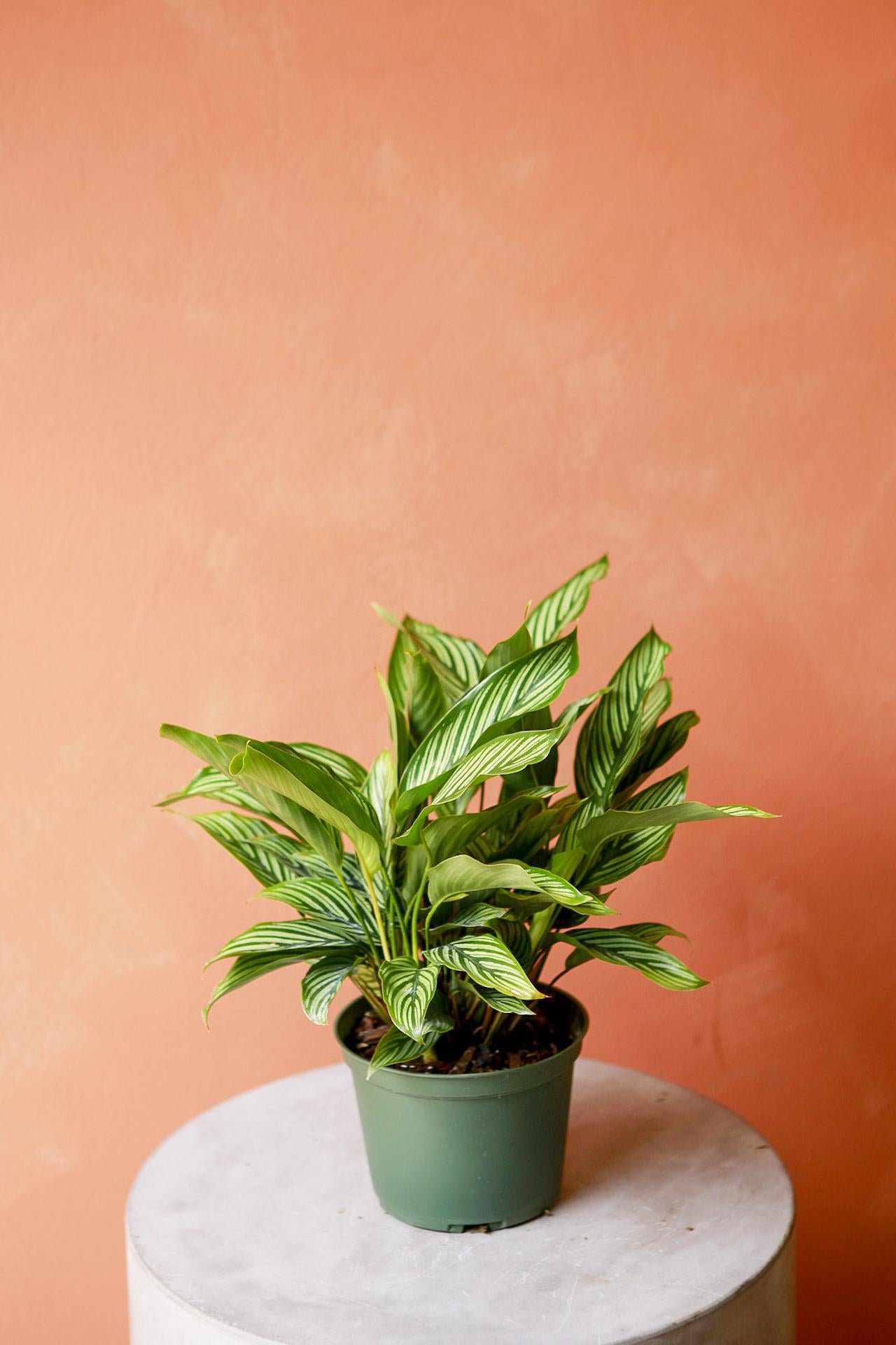 Calathea 'Vittata'