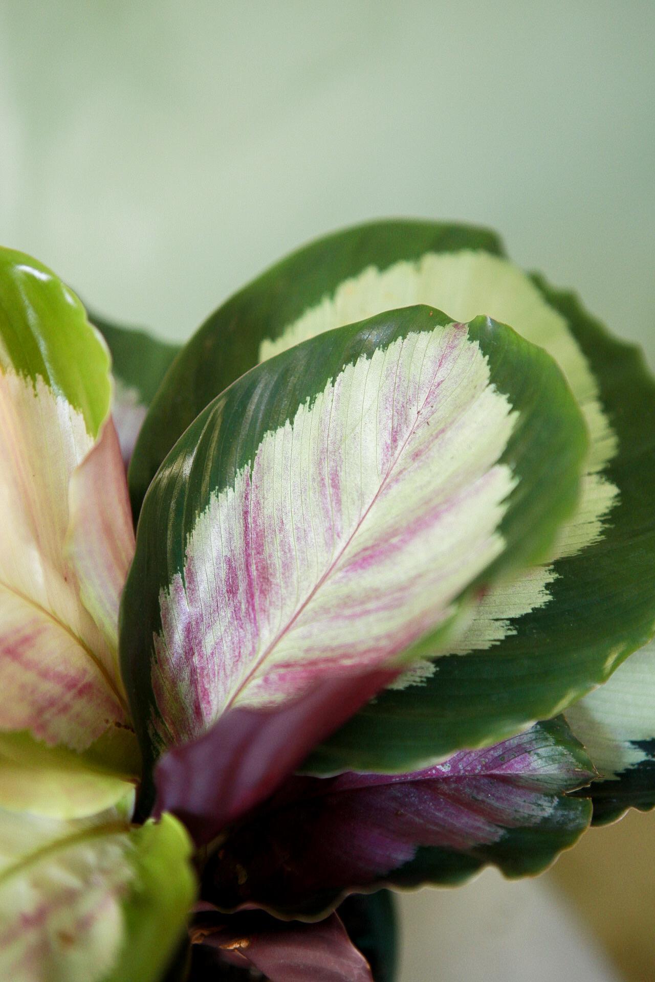 Calathea 'Corona'