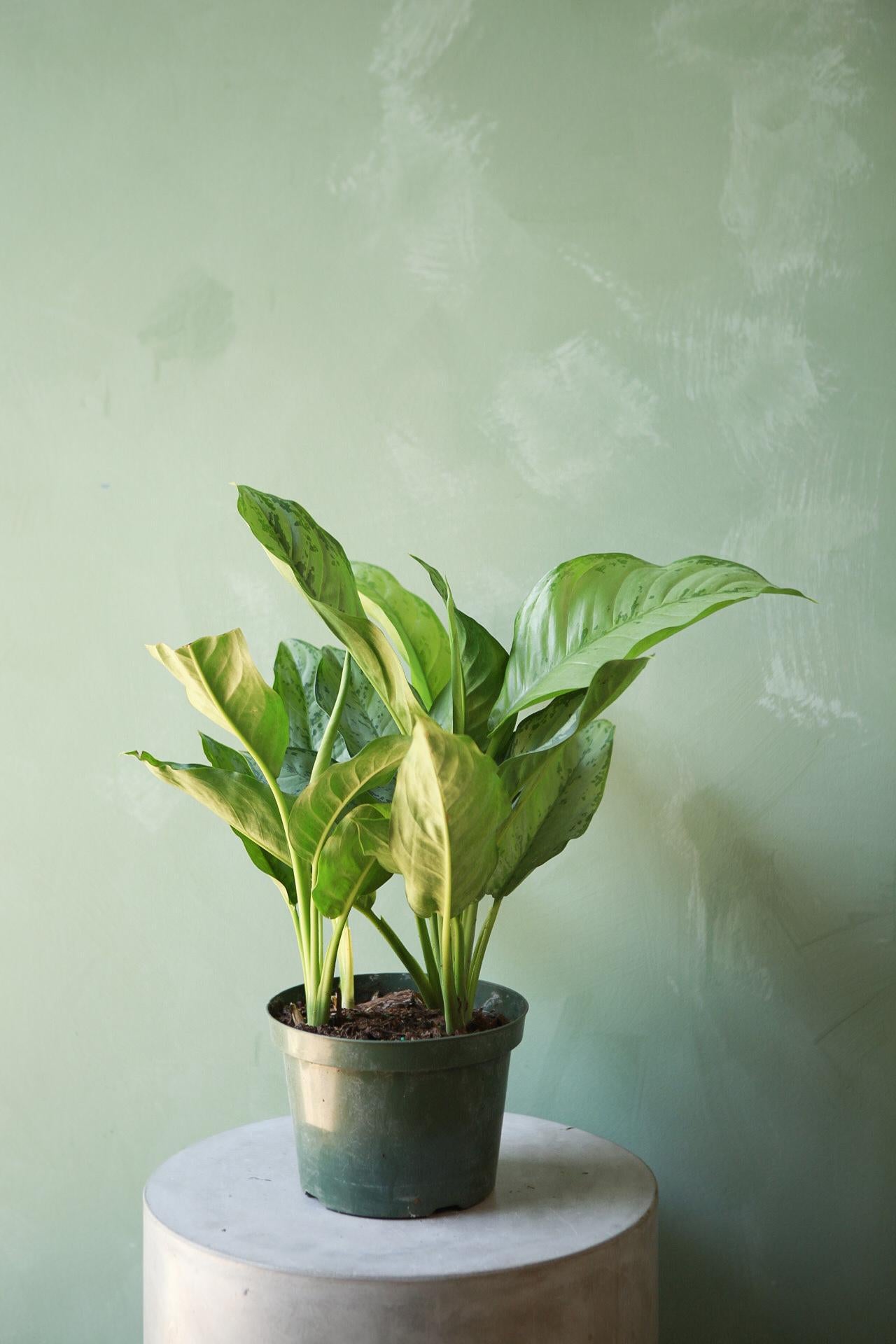 Aglaonema 'BJ Freeman'