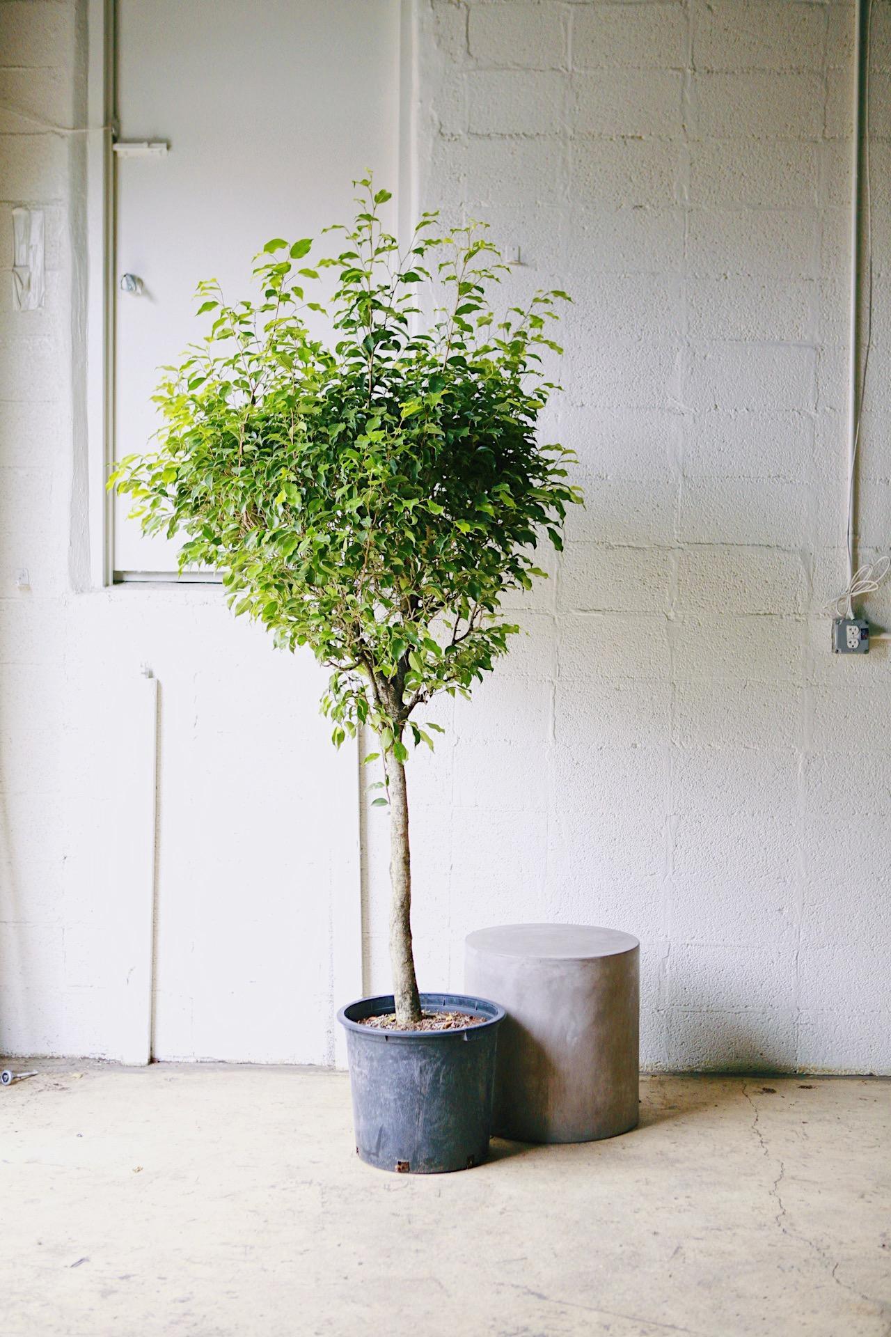 Weeping Fig