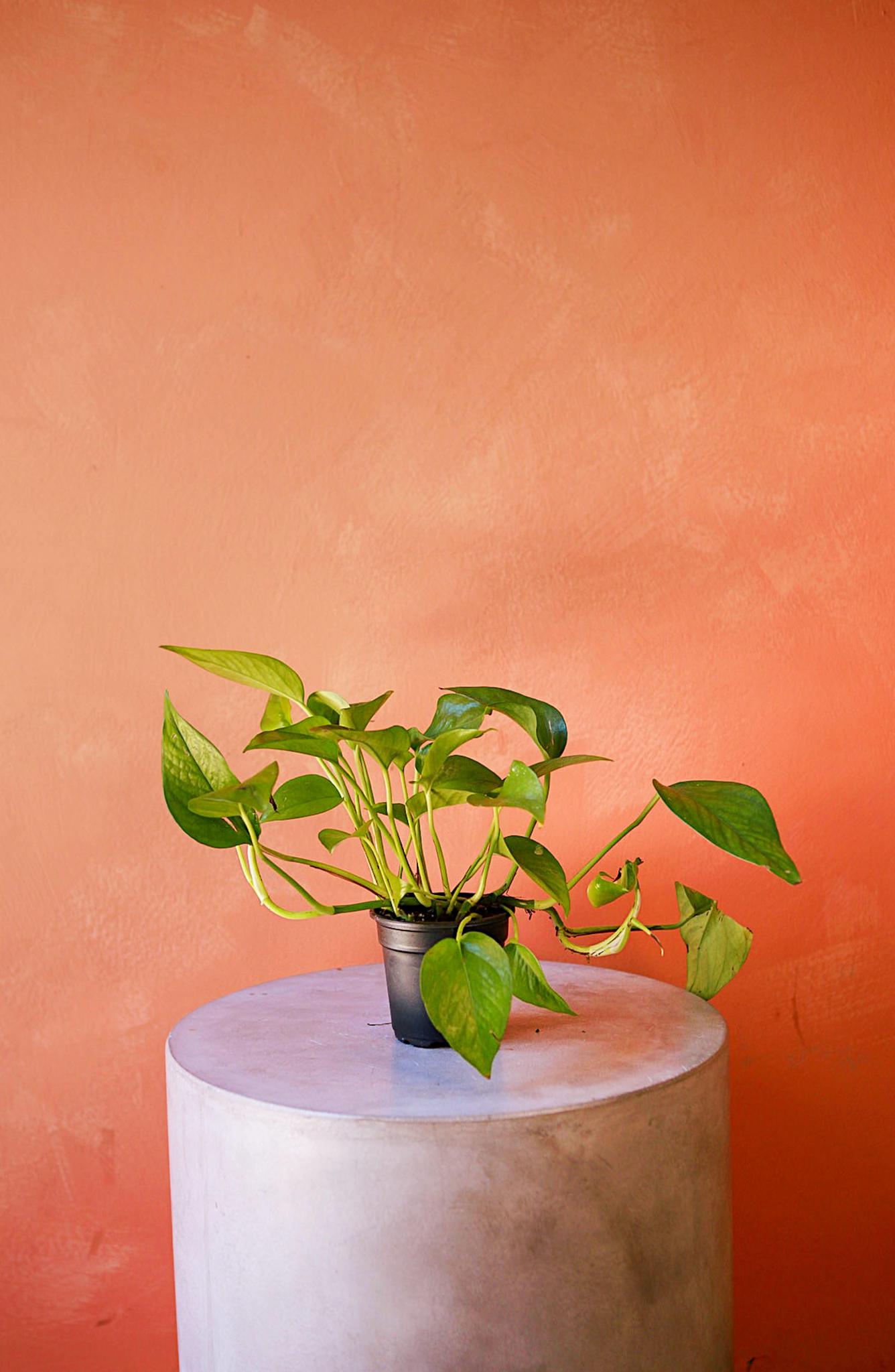 Jade Pothos