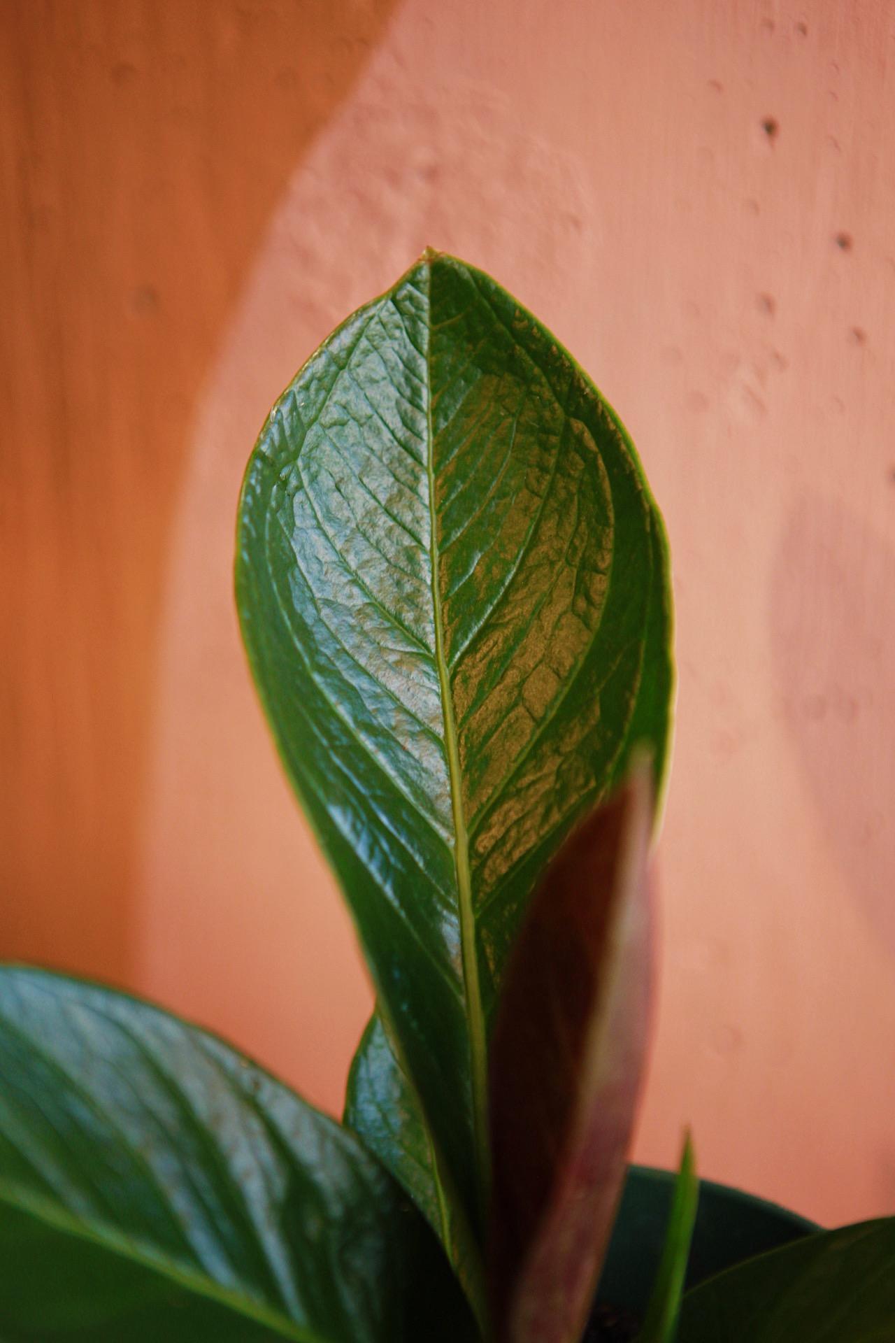 Anthurium 'Cobra'