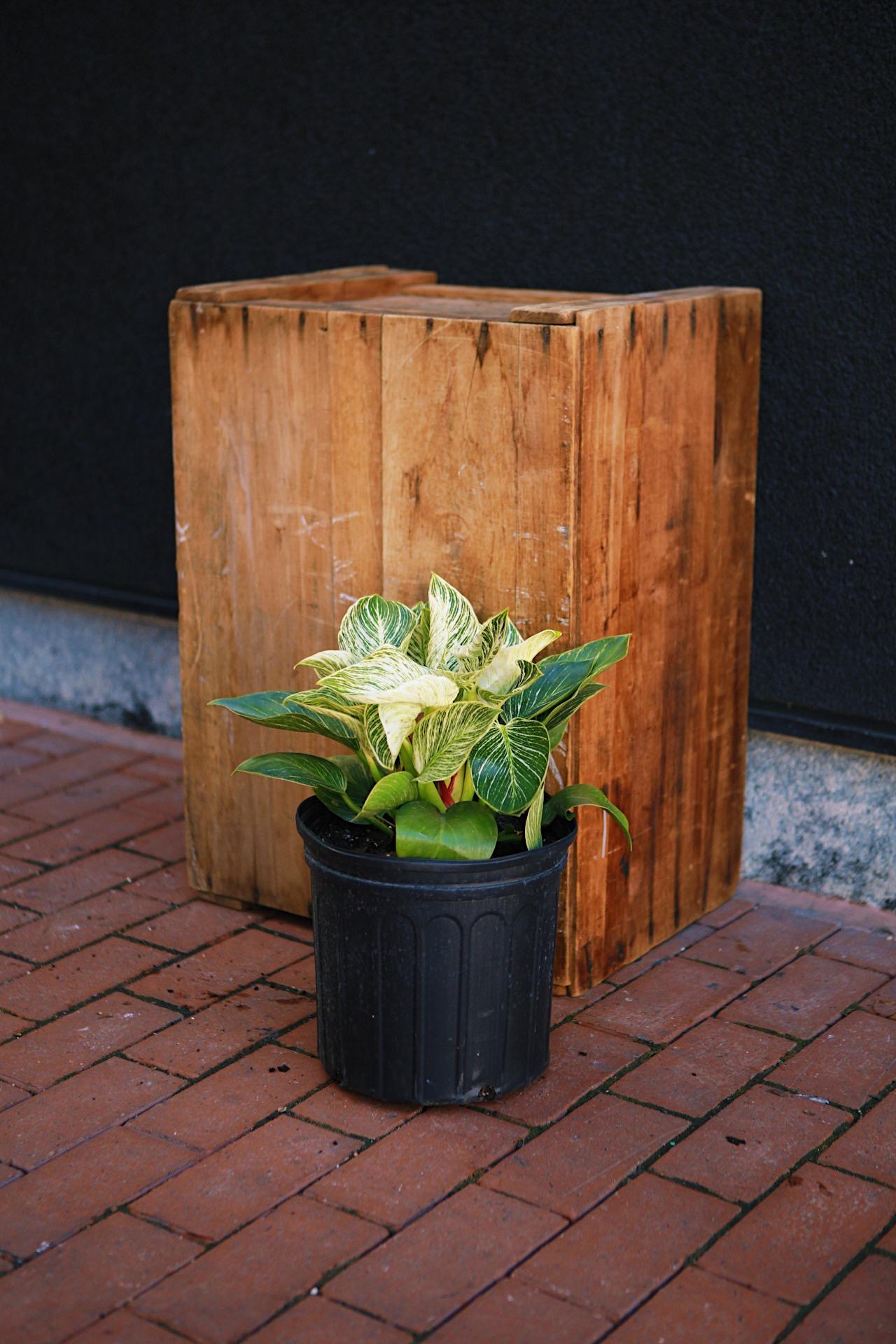 Philodendron 'Birkin'